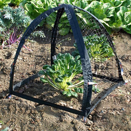 Black garden netting protecting young plants in a garden bed