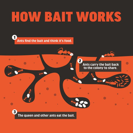 Amdro Ant Bait Granules how it works infographic