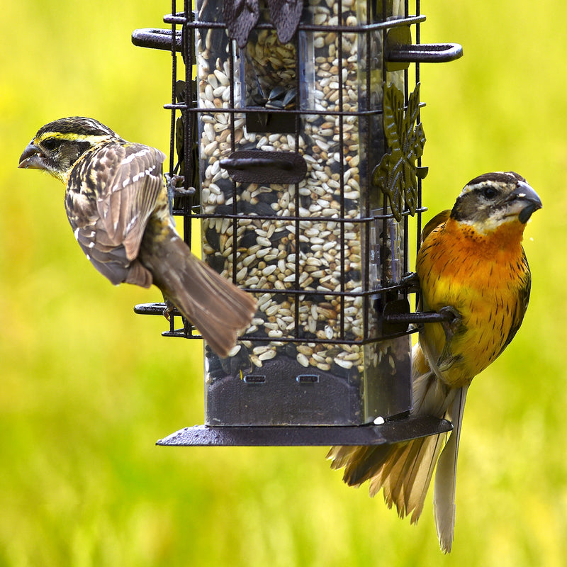 Two birds feeding from the Perky-Pet Squirrel-Be-Gone Wild Bird Feeder 336