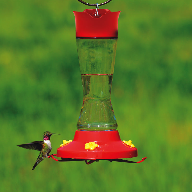 Hummingbird feeding from the Perky-Pet Pinch Waist Glass Hummingbird Feeder 210PB