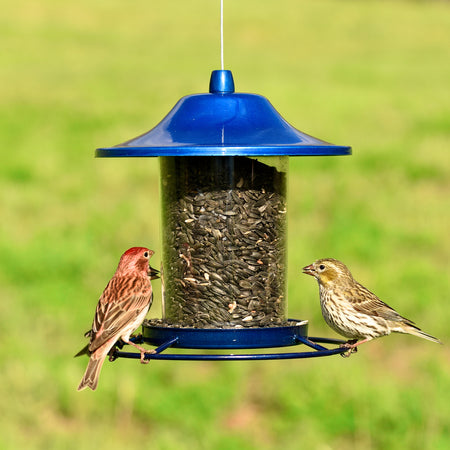 Two birds feeding from the Perky-Pet Blue Sparkle Panorama Feeder 312B