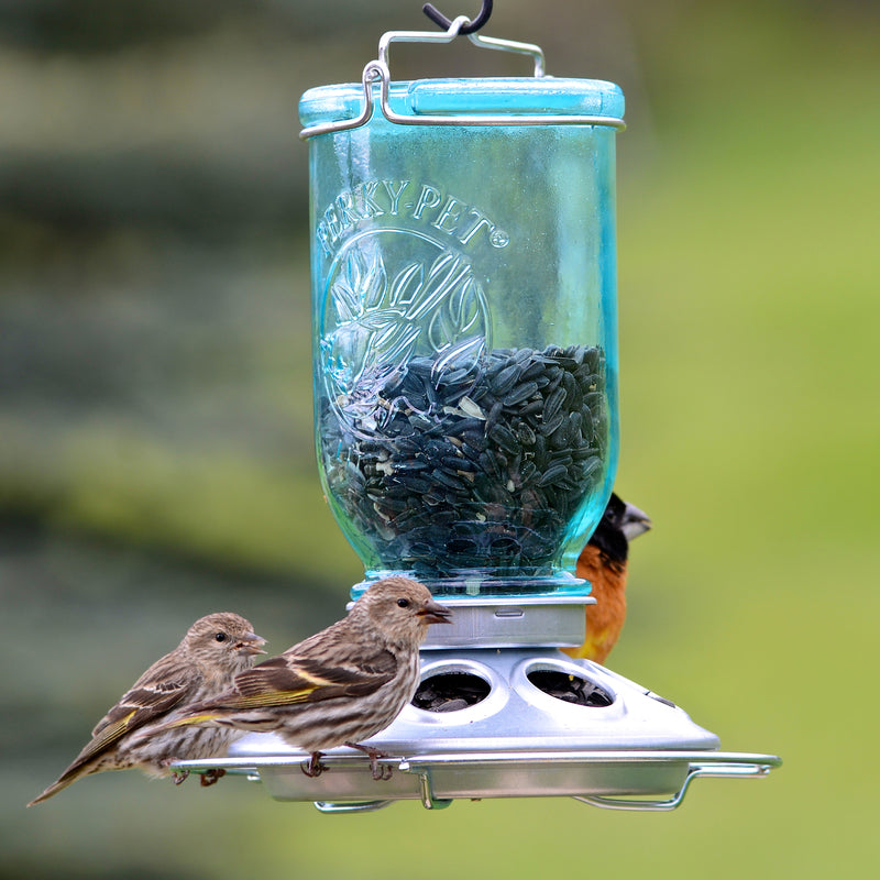 Birds feeding from the Perky-Pet Mason Jar Wild Bird Feeder 784