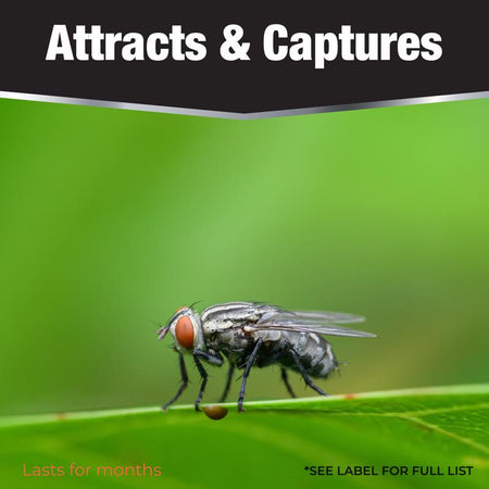 Revenge Window Fly Catcher bug types