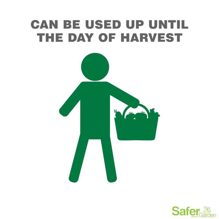 Safer Brand Insect Killing Soap RTU can be used up until day of harvest