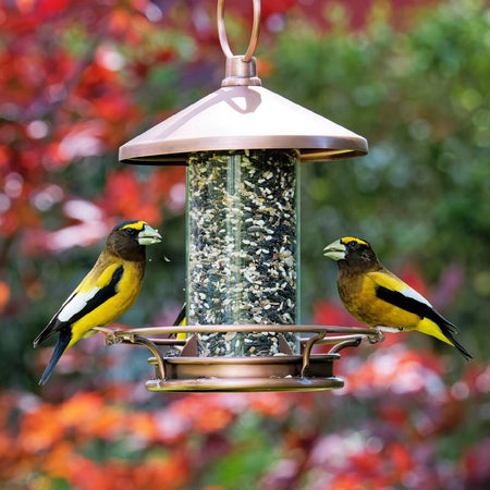 Birds feeding from a feeder filled with Songbird Selections Songbird Crunch Wild Bird Seed 