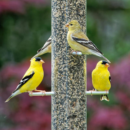 Birds feeding from a feeder filled with Songbird Selections Wild Finch Feast Wild Bird Food