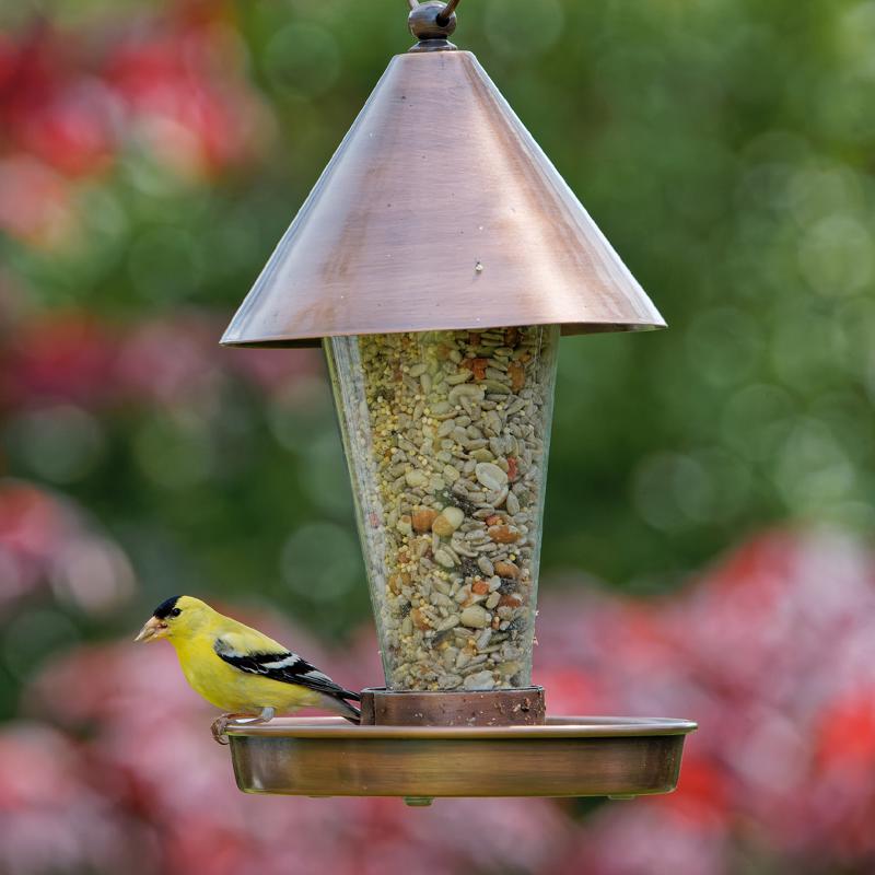 Bird perched by a feeder full of Songbird Selections No Waste Supreme Wild Bird Food 