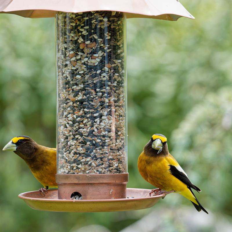 Birds perched on a feeder filled with Songbird Selections Berry Burst 