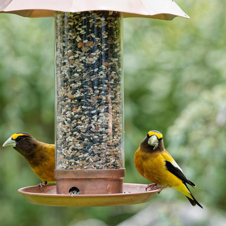 Birds perched on a feeder filled with Songbird Selections Berry Burst 