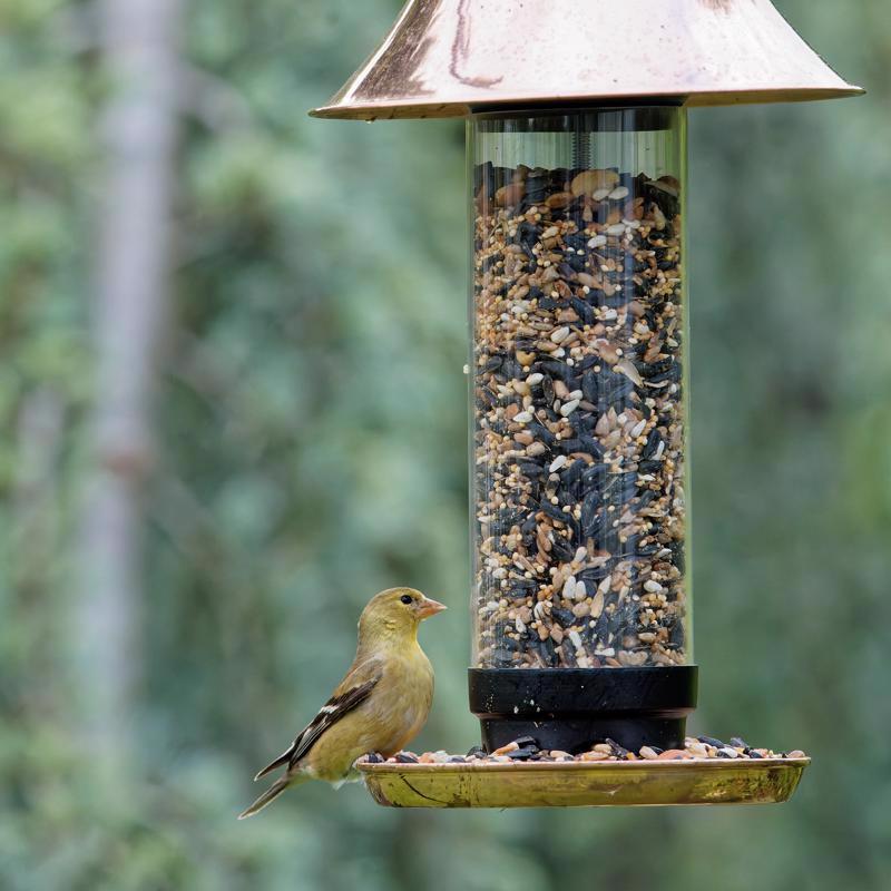 Bird feeding from a feeder filled with Songbird Selections Sizzling Variety Wild Bird Food