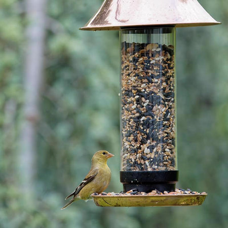 Bird feeding from a feeder filled with Songbird Selections Sizzling Variety Wild Bird Food