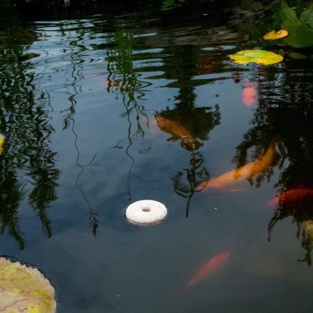 Summit Chemical Mosquito Dunk floating in a fish pond